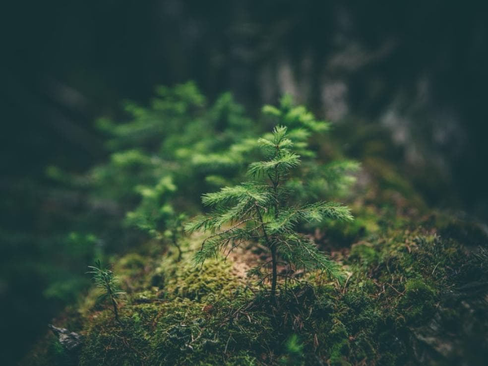 Tree sprout